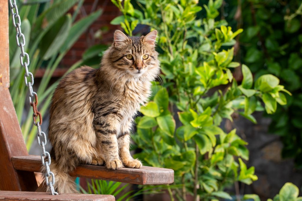 Intoxication à l'engrais chez le chat