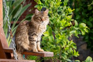 Intoxication à l'engrais chez le chat