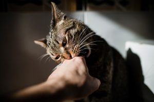 Morsures et griffures chez le chat