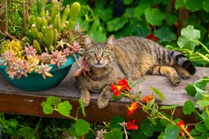 Tabby cat in flowers in the garden.