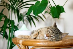 Tabby cat sleeping near air humidifier or essential oil diffuser. Ultrasonic technology.