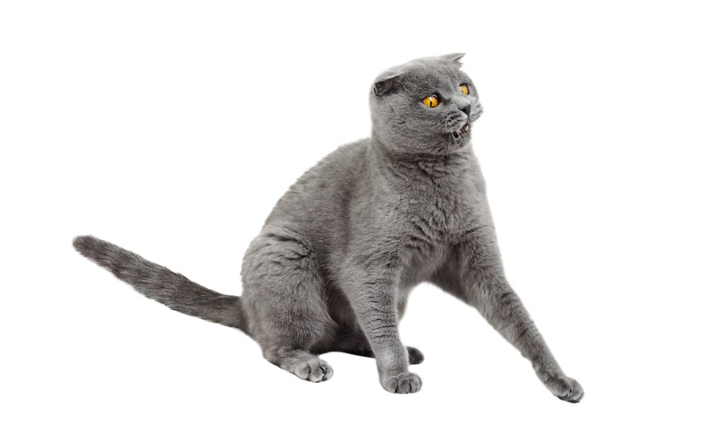 Phobies chez le chat