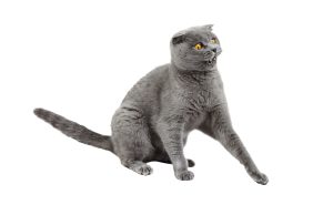 Phobies chez le chat