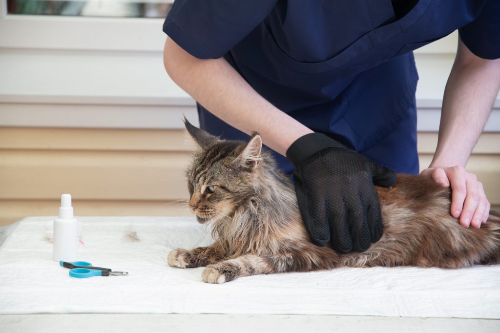 The veterinarian combs the Maine Coon cat with gloves, provides grooming