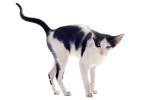 Marquage urinaire chez le chat