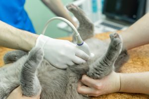 Polykystose hépatique chez le chat