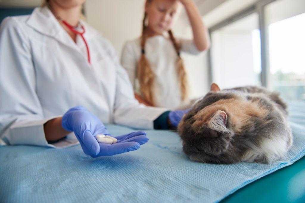 Intoxication au lopéramide chez le chat