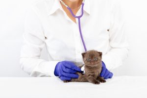 Veterinarian examines a little kitten with a stethoscope in a clinic