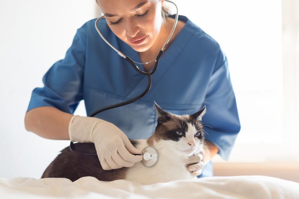 Pyomètre chez le chat