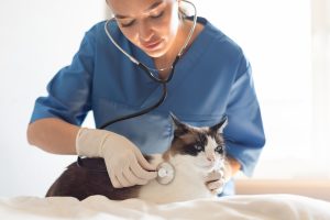 Pyomètre chez le chat