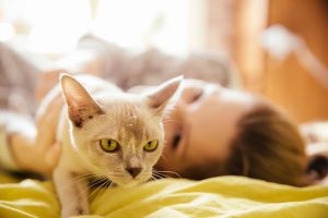 Lactation de pseudo-gestation chez le chat
