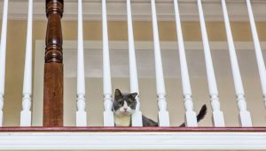 Luxation vertébrale chez le chat