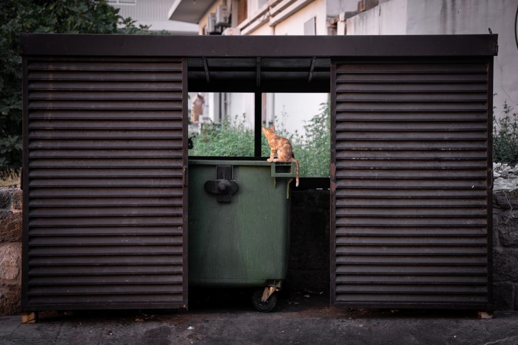 Toxi-infection alimentaire chez le chat