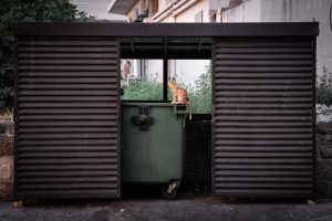 Toxi-infection alimentaire chez le chat