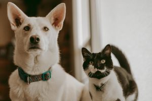 Intoxication à l'ivermectine chez le chat