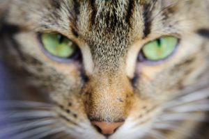 Kérato-conjonctivite traumatique chez le chat