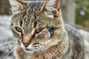 Plaies chez le chat
