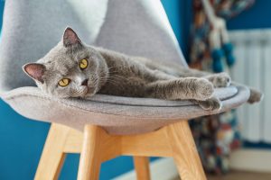 Luxation du coude chez le chat