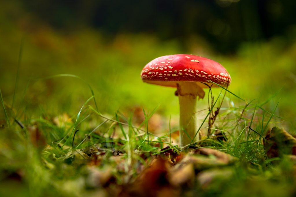 Intoxication aux champignons chez le chat