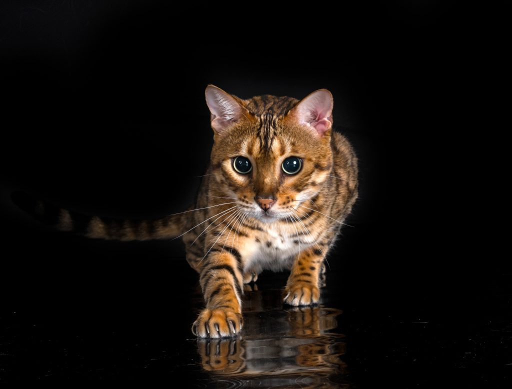 Fracture vertébrale chez le chat