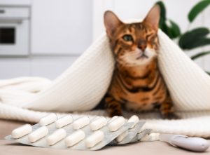 Intoxication au paracétamol chez le chat