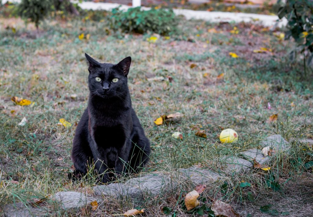 Intoxication aux organophosphorés et carbamates chez le chat
