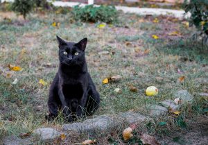 Intoxication aux organophosphorés et carbamates chez le chat