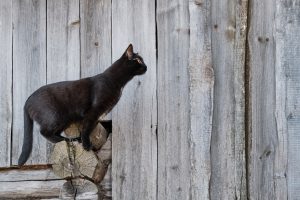 Rupture des ligaments croisés chez le chat