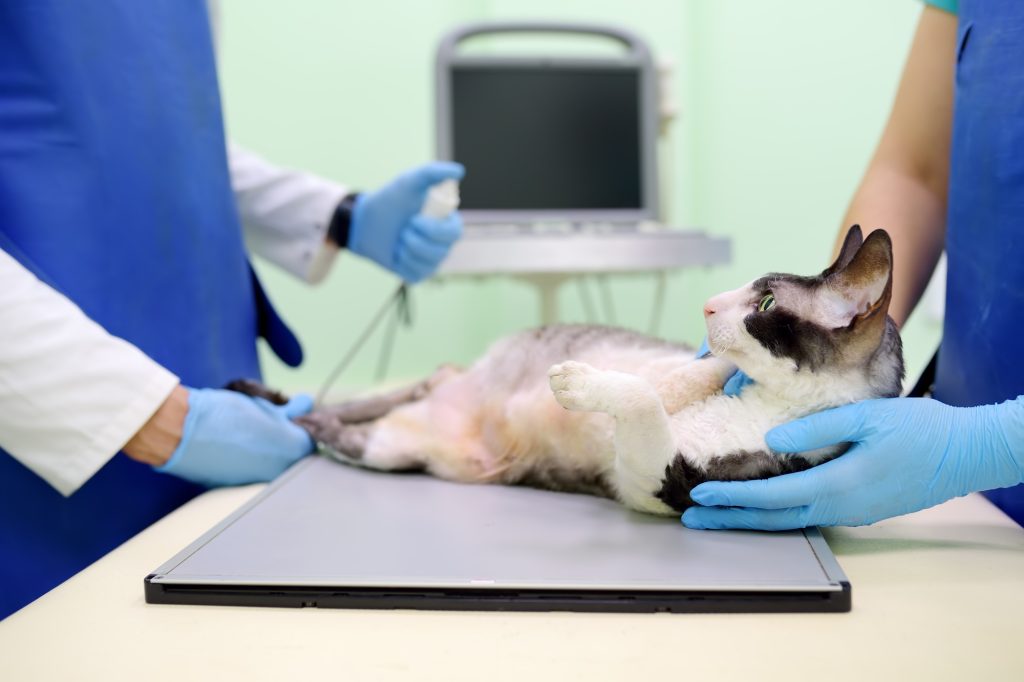 Abcès chez le chat