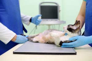 Abcès chez le chat