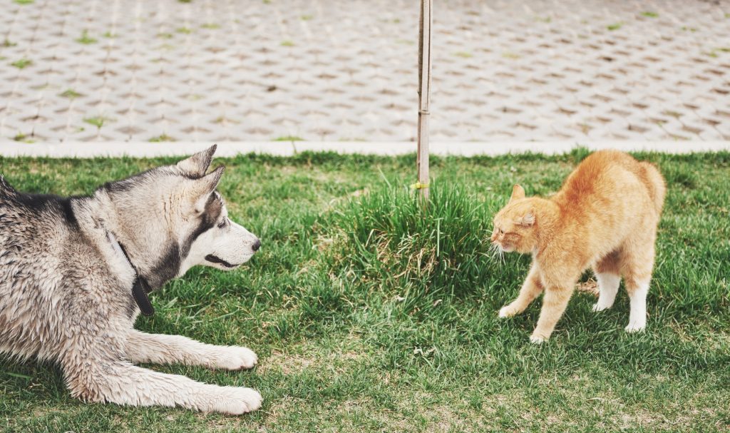 Morsure par un chien chez le chat