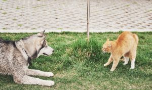 Morsure par un chien chez le chat