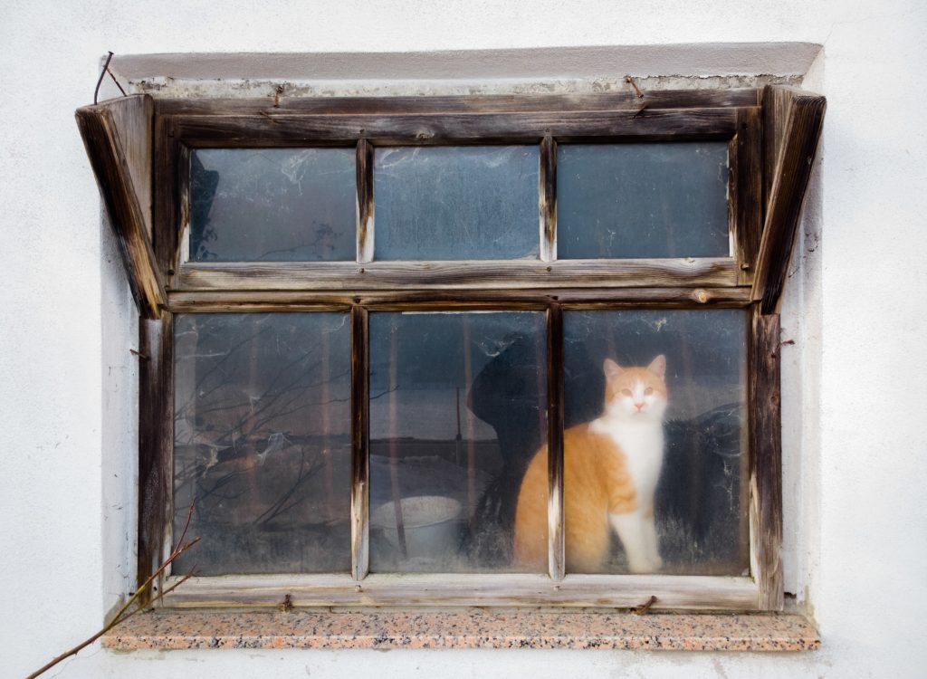 Cat behind rustic shabby window