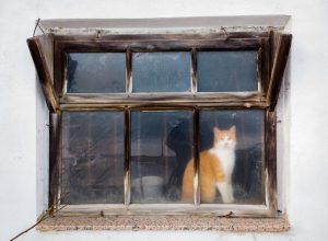 Cat behind rustic shabby window