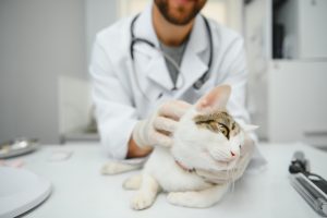 Fracture de la fibula chez le chat