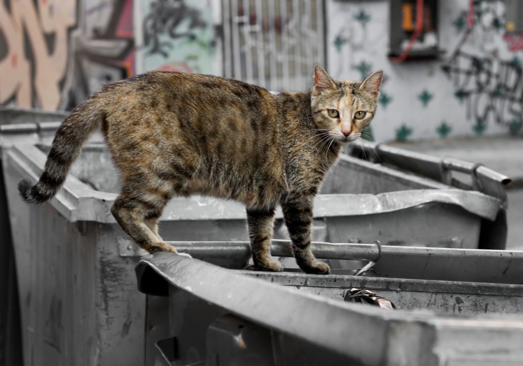 Vol de poubelle et aliments avariés chez le chat