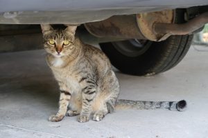 Accident de la voie publique chez le chat