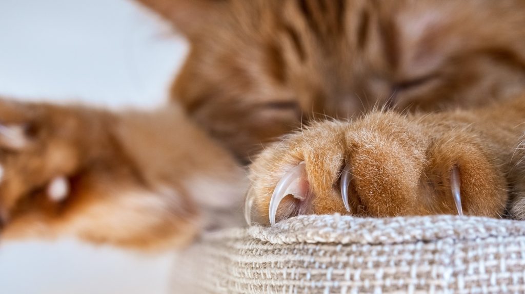 Luxation de griffe chez le chat