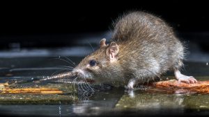 Morsure par un rat chez le chat