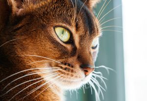 Luxation de la rotule chez le chat