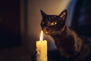 Brûlures chez le chat