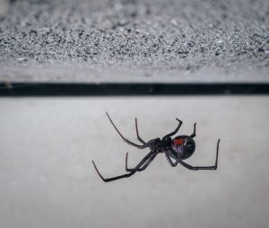 Piqûre d'araignée chez le chat