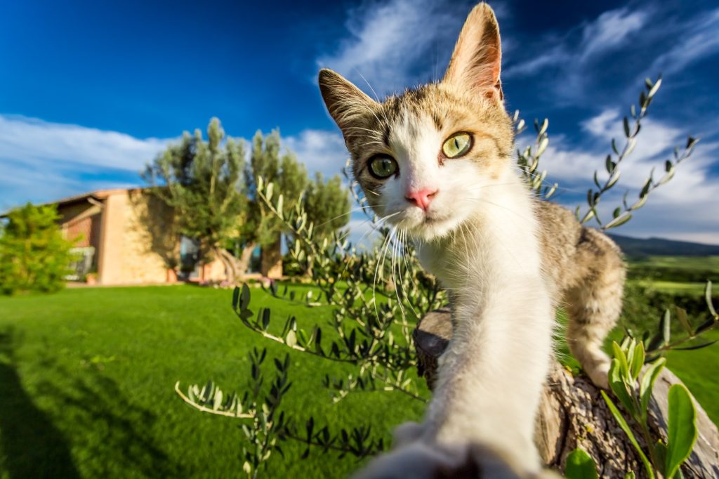 Fracture des métacarpes chez le chat