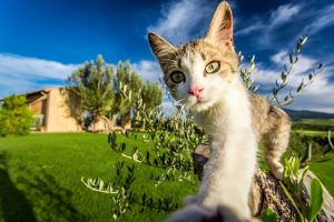 Fracture des métacarpes chez le chat
