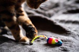 Étouffement chez le chat