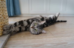Contractures musculaires chez le chat