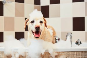 Je fabrique mon propre shampoing pour entretenir le pelage de mon chien