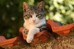 Arthrite septique chez le chat