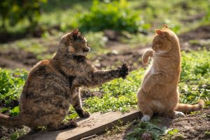 Griffure par un chat chez le chat