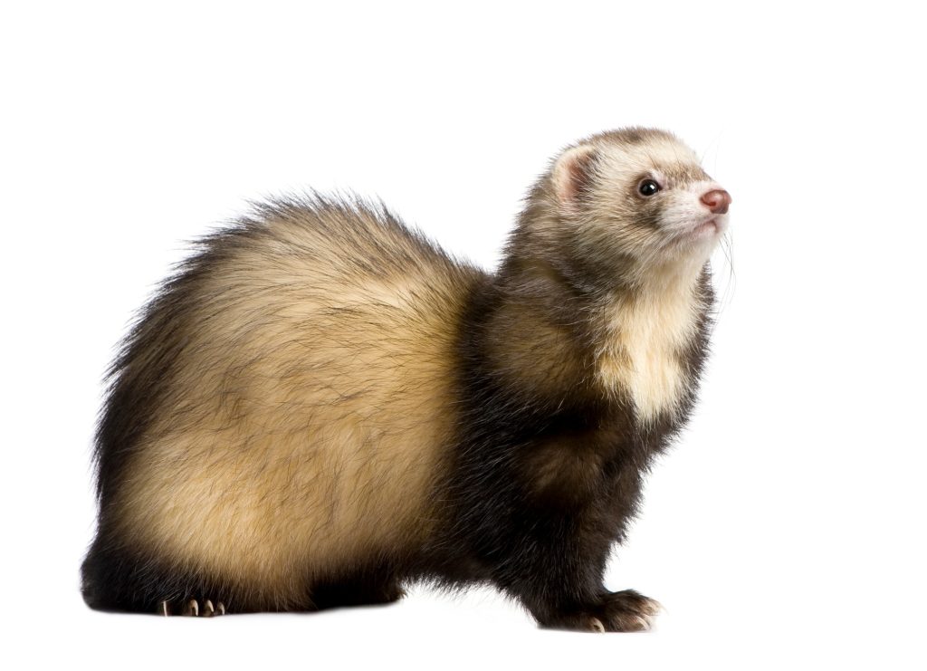Morsure par un furet chez le chat
